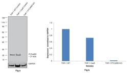 Invitrogen PYCARD Polyclonal Antibody 100 &mu;L; Unconjugated:Antibodies,