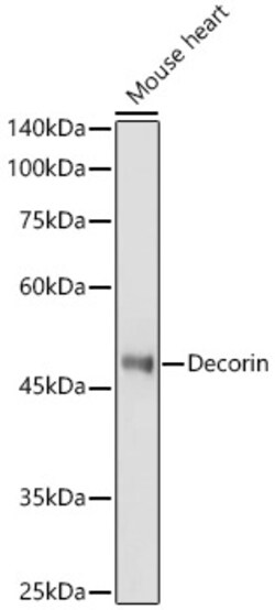 Invitrogen Decorin Polyclonal Antibody 100 &mu;L; Unconjugated:Antibodies,