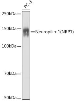 Invitrogen Neuropilin-1 Polyclonal Antibody 100 &mu;L; Unconjugated:Antibodies,