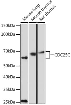 Invitrogen Cdc25C Polyclonal Antibody 100 &mu;L; Unconjugated:Antibodies,