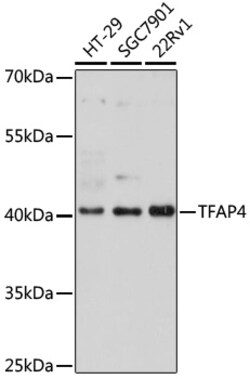 Invitrogen TFAP4 Polyclonal Antibody 100 &mu;L; Unconjugated:Antibodies,