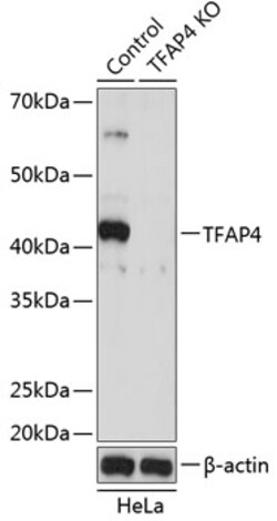 Invitrogen TFAP4 Polyclonal Antibody 100 &mu;L; Unconjugated:Antibodies,