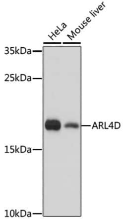 Invitrogen ARL4D Polyclonal Antibody 100 &mu;L; Unconjugated:Antibodies,