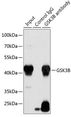 GSK3B Polyclonal Antibody, Invitrogen 100 &mu;L; Unconjugated:Antibodies,