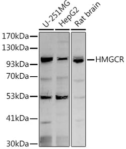 Invitrogen HMGCR Polyclonal Antibody 100 &mu;L | Buy Online | Invitrogen&trade; | Fisher Scientific