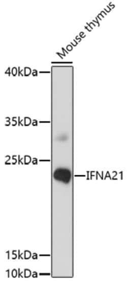 Invitrogen Interferon alpha-21 Polyclonal Antibody 100 &mu;L; Unconjugated:Antibodies,