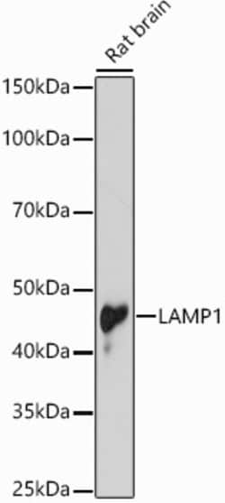 Invitrogen LAMP1 Polyclonal Antibody 100 &mu;L; Unconjugated:Antibodies,