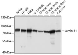 Invitrogen Lamin B1 Polyclonal Antibody 100 &mu;L; Unconjugated:Antibodies,