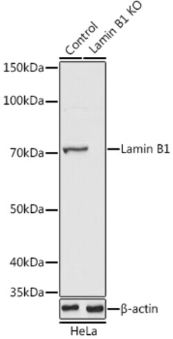 Invitrogen Lamin B1 Polyclonal Antibody 100 &mu;L; Unconjugated:Antibodies,