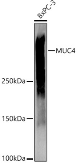 Invitrogen MUC4 Polyclonal Antibody 100 &mu;L; Unconjugated:Antibodies,