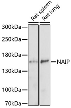 Invitrogen NAIP Polyclonal Antibody 100 &mu;L | Buy Online | Invitrogen&trade; | Fisher Scientific