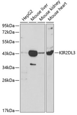 Invitrogen KIR2DL3 Polyclonal Antibody 100 &mu;L; Unconjugated:Antibodies,