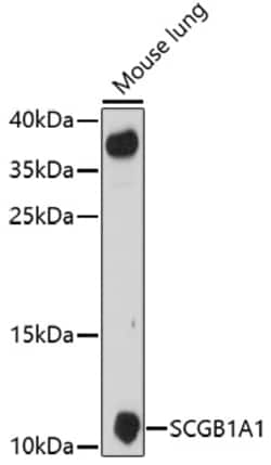Invitrogen Uteroglobin Polyclonal Antibody 100 &mu;L; Unconjugated:Antibodies,