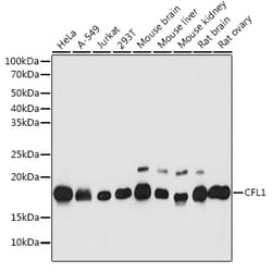 Invitrogen Cofilin Polyclonal Antibody 100 &mu;L; Unconjugated:Antibodies,