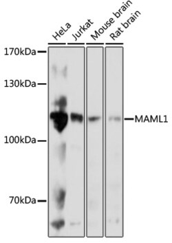 MAML1 Polyclonal Antibody:Antibodies, Polyclonal