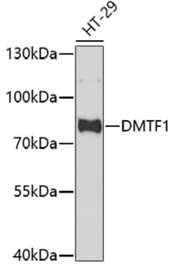 Invitrogen DMTF1 Polyclonal Antibody 100 &mu;L; Unconjugated:Antibodies,
