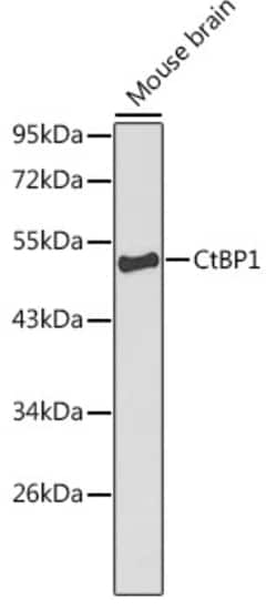 CtBP1 Polyclonal Antibody:Antibodies, Polyclonal