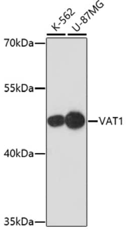 Invitrogen VAT1 Polyclonal Antibody 100 &mu;L; Unconjugated:Antibodies,