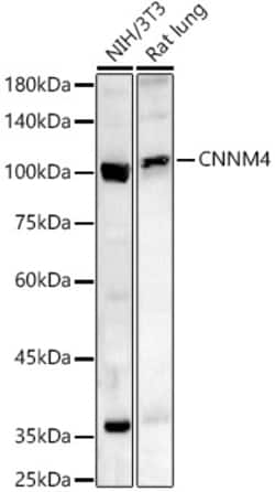Invitrogen CNNM4 Polyclonal Antibody 100 &mu;L; Unconjugated:Antibodies,