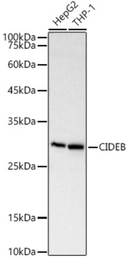Invitrogen CIDEB Polyclonal Antibody 100 &mu;L; Unconjugated:Antibodies,