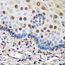 Invitrogen FCF1 Polyclonal Antibody 100 &mu;L; Unconjugated:Antibodies,