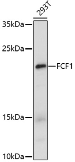 Invitrogen FCF1 Polyclonal Antibody 100 &mu;L; Unconjugated:Antibodies,