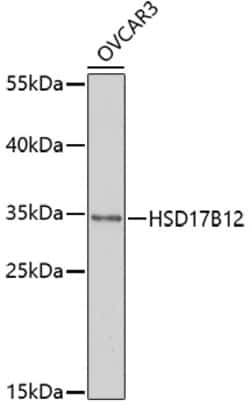 Invitrogen HSD17B12 Polyclonal Antibody 100 &mu;L; Unconjugated:Antibodies,