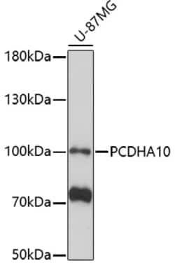 Invitrogen PCDHA10 Polyclonal Antibody 100 &mu;L; Unconjugated:Antibodies,