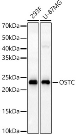 Invitrogen OSTC Polyclonal Antibody 100 &mu;L; Unconjugated:Antibodies,