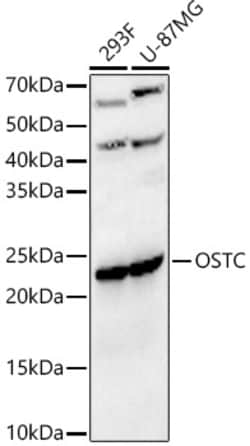 Invitrogen OSTC Polyclonal Antibody 100 &mu;L; Unconjugated:Antibodies,