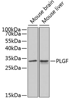 Invitrogen PGF Polyclonal Antibody 100 &mu;L; Unconjugated:Antibodies,