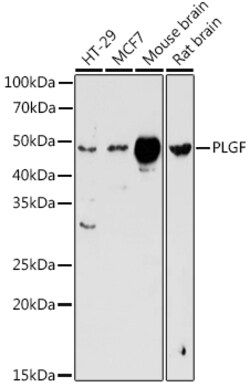 Invitrogen PGF Polyclonal Antibody 100 &mu;L; Unconjugated:Antibodies,