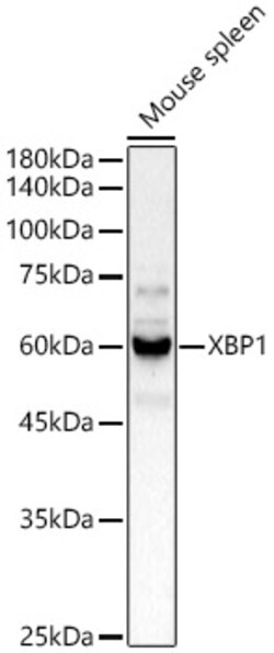 Invitrogen XBP1 Polyclonal Antibody 100 &mu;L; Unconjugated:Antibodies,