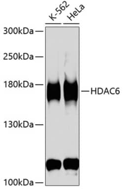 Invitrogen HDAC6 Polyclonal Antibody 100 &mu;L; Unconjugated:Antibodies,