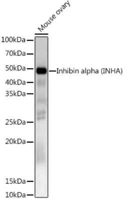 Invitrogen INHA Polyclonal Antibody 100 &mu;L | Buy Online | Invitrogen&trade; | Fisher Scientific