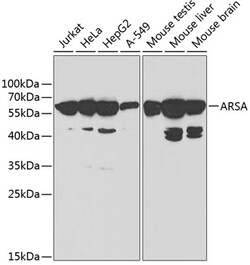 Invitrogen ARSA Polyclonal Antibody 100 &mu;L; Unconjugated:Antibodies,