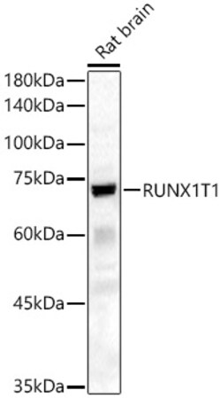 RUNX1T1 Polyclonal Antibody:Antibodies, Polyclonal