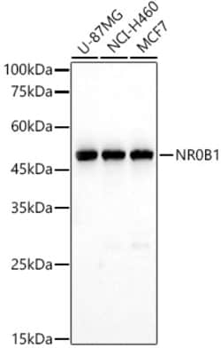 Invitrogen NR0B1 Polyclonal Antibody 100 &mu;L; Unconjugated:Antibodies,