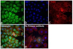 Invitrogen E6AP Polyclonal Antibody 100 &mu;L; Unconjugated:Antibodies,