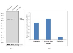 Invitrogen E6AP Polyclonal Antibody 100 &mu;L; Unconjugated:Antibodies,
