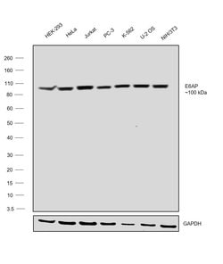Invitrogen E6AP Polyclonal Antibody 100 &mu;L; Unconjugated:Antibodies,