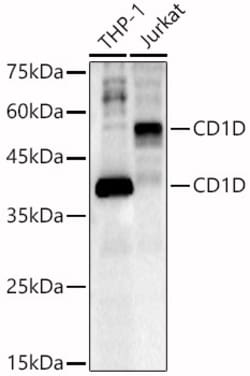 Invitrogen CD1d Polyclonal Antibody 100 &mu;L; Unconjugated:Antibodies,