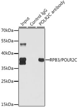 Invitrogen POLR2C Polyclonal Antibody 100 &mu;L; Unconjugated:Antibodies,