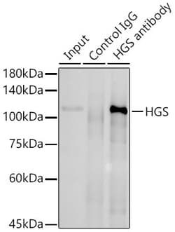 Invitrogen HGS Polyclonal Antibody 100 &mu;L; Unconjugated:Antibodies,