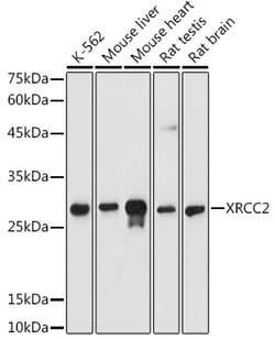 Invitrogen XRCC2 Polyclonal Antibody 100 &mu;L; Unconjugated:Antibodies,