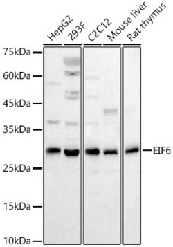 Invitrogen eIF6 Polyclonal Antibody 100 &mu;L; Unconjugated:Antibodies,