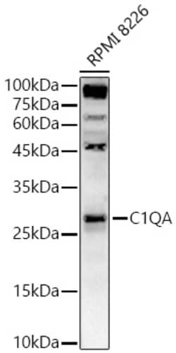 Invitrogen C1QA Polyclonal Antibody 100 &mu;L; Unconjugated:Antibodies,