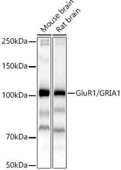 Invitrogen GluR1 Polyclonal Antibody 100 &mu;L; Unconjugated:Antibodies,