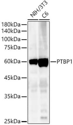 Invitrogen PTBP1 Polyclonal Antibody 100 &mu;L; Unconjugated:Antibodies,
