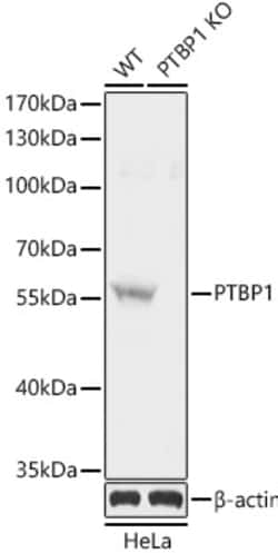 Invitrogen PTBP1 Polyclonal Antibody 100 &mu;L; Unconjugated:Antibodies,